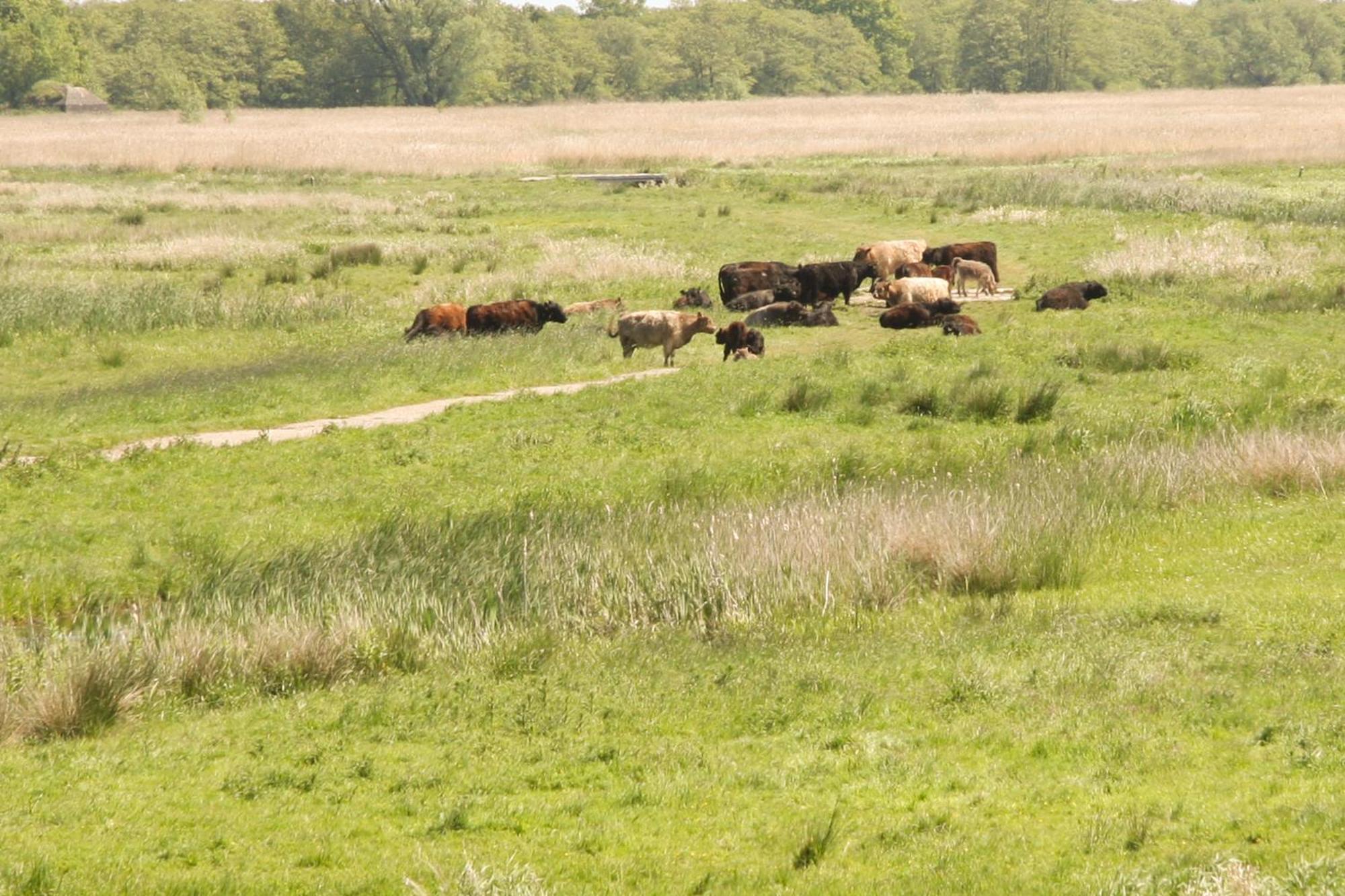 Boerenhofstede De Overhorn Weesp Camera foto